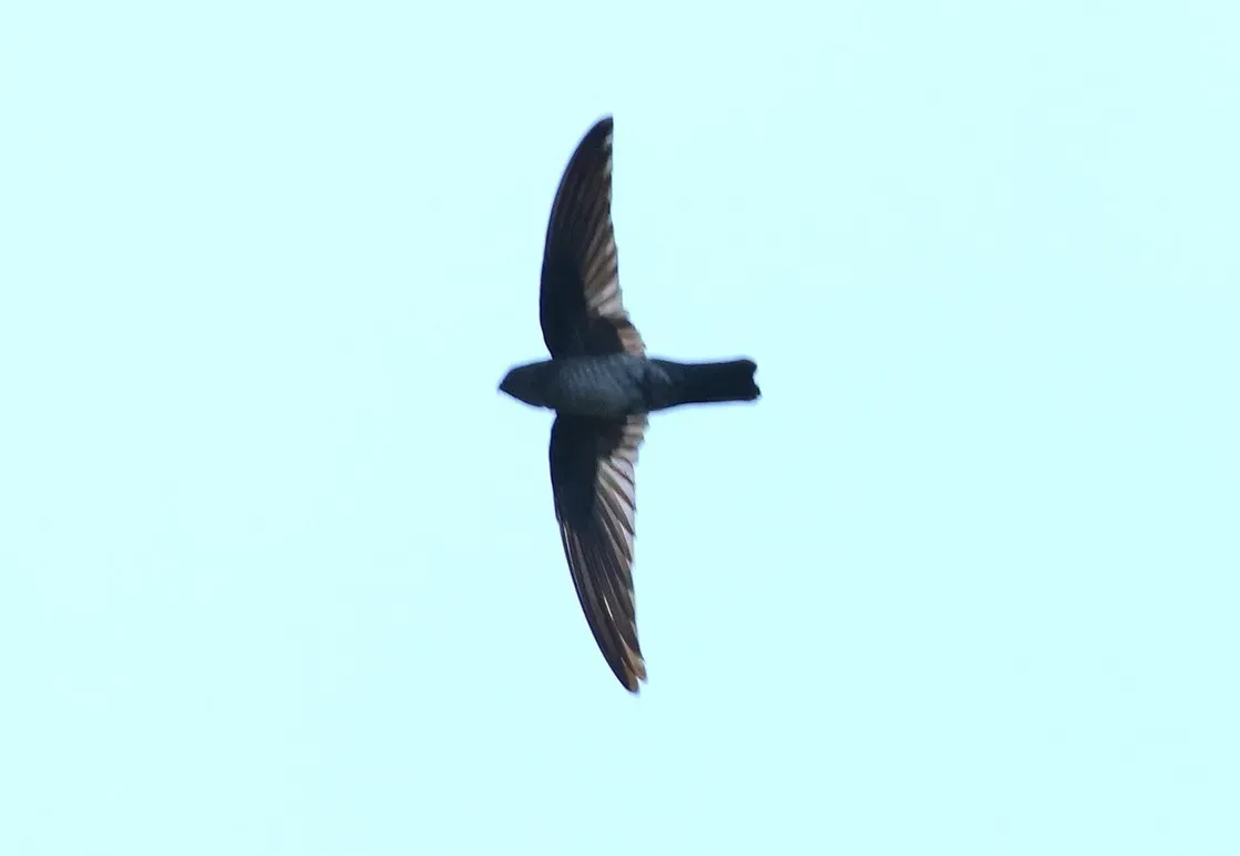 File:Collocalia marginata.jpg