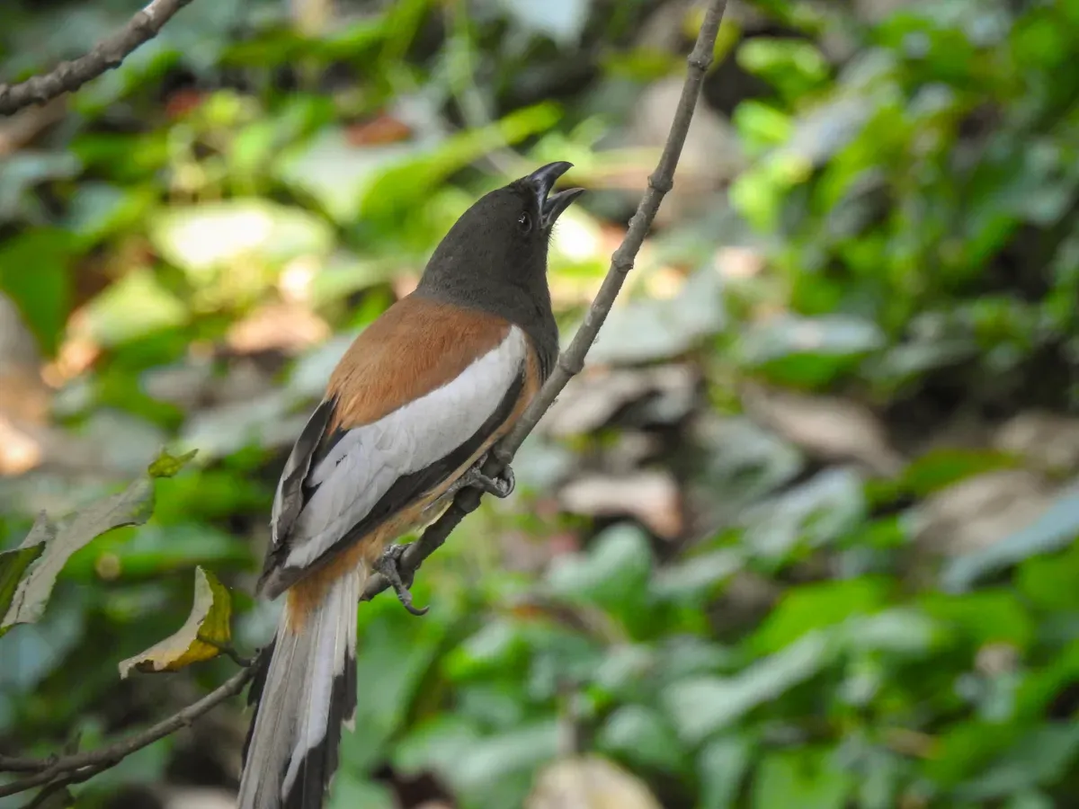 File:Rufous treepie (Dendrocitta vagabunda) 01.jpg