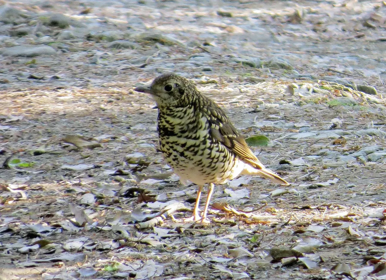 File:Zoothera major cropped.jpg