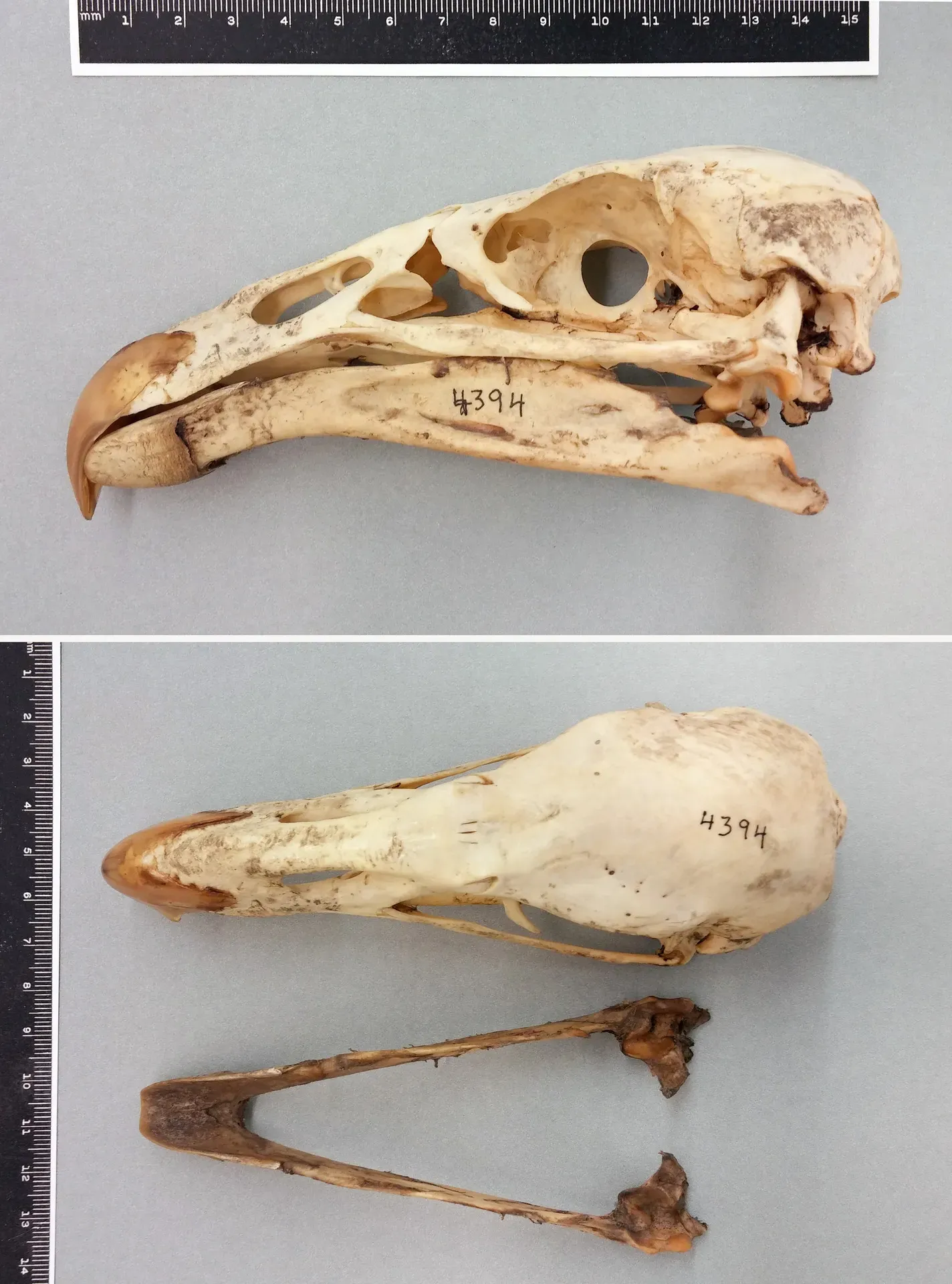 File:Gymnogyps californianus (Shaw, 1798).jpg