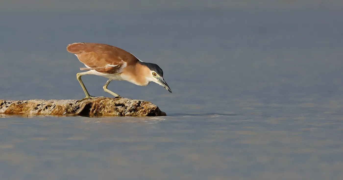 File:Nankeen Night-Heron (Nycticorax caledonicus).jpg