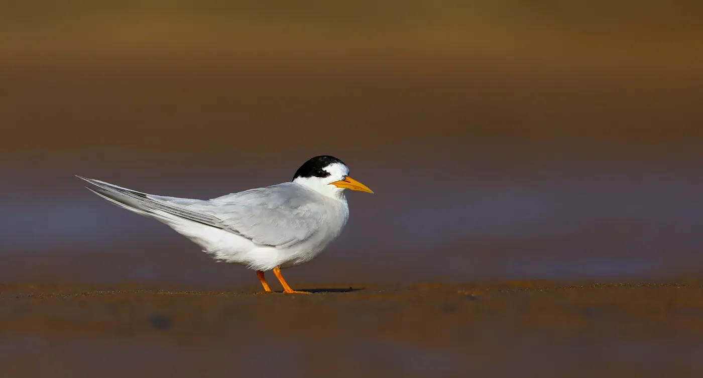 File:Fairy Tern (Sternula nereis).jpg