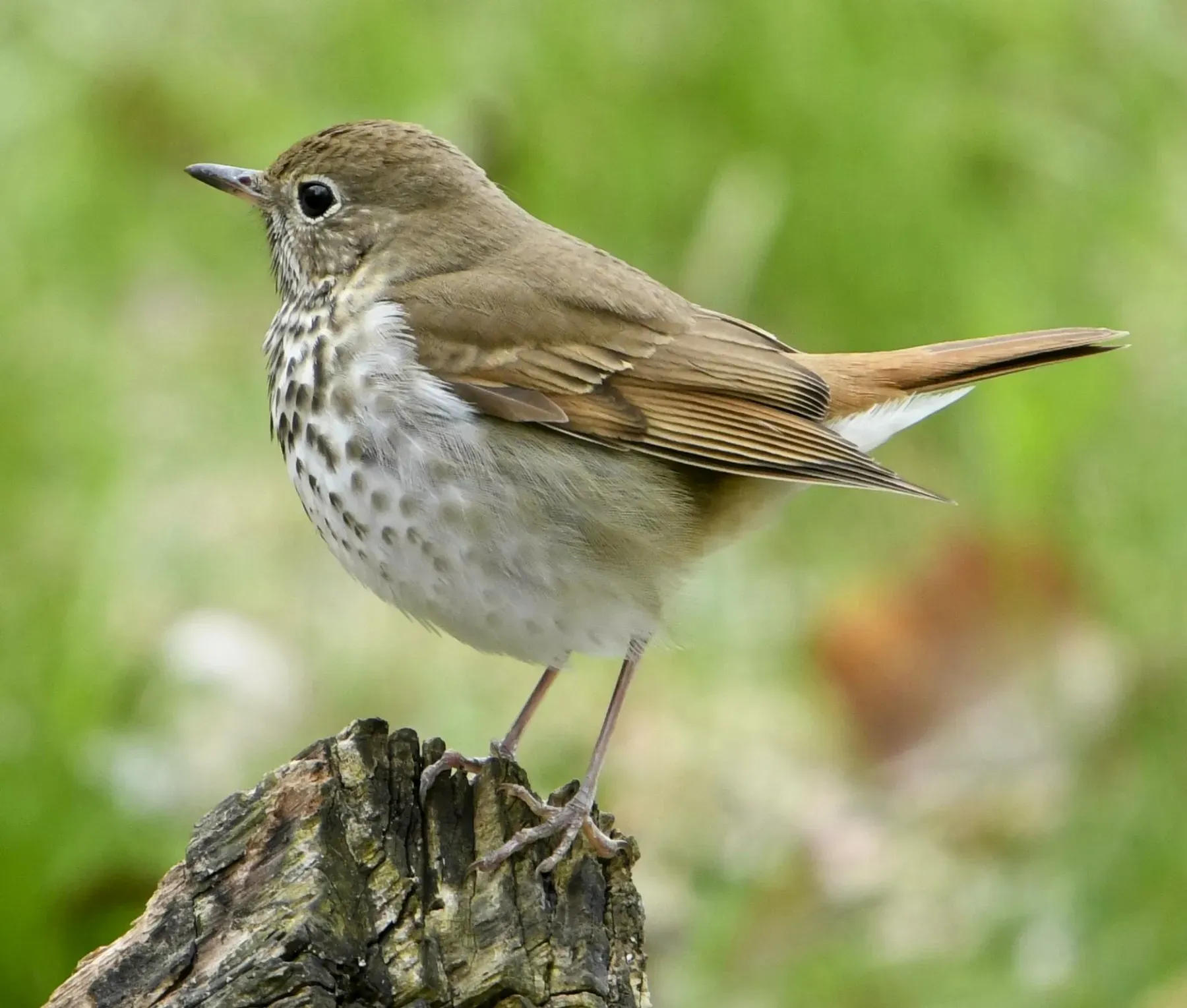 File:Catharus guttatus Sam Smith Park Toronto.jpg