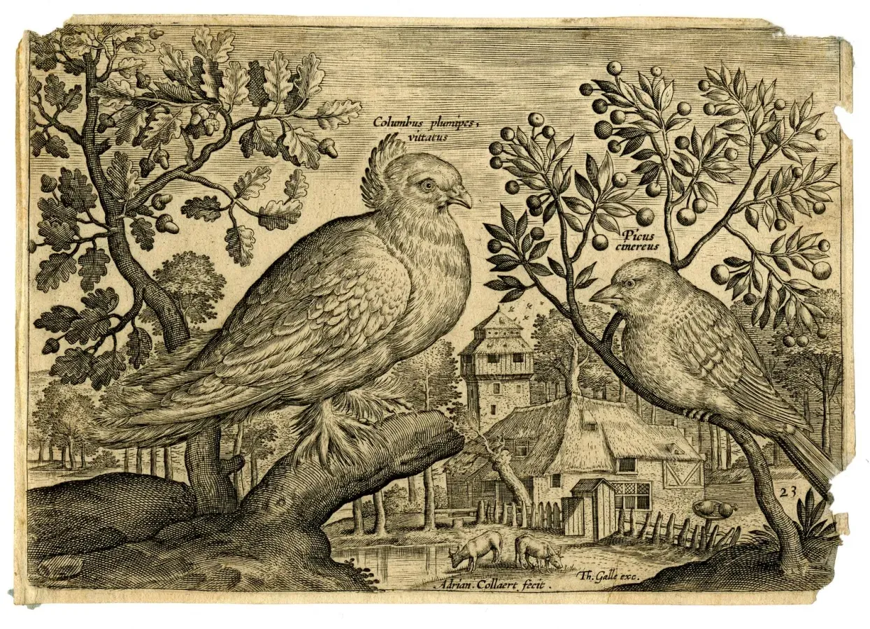 File:Columbus Plumipes Vittatus. Picus Cinereus (BM Z,1.61).jpg