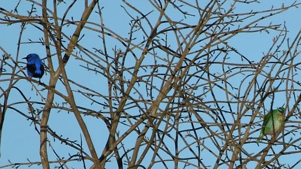 File:Cyanerpes nitidus - Short-billed Honeycreeper (couple); Novo Mundo, Mato Grosso, Brazil.jpg