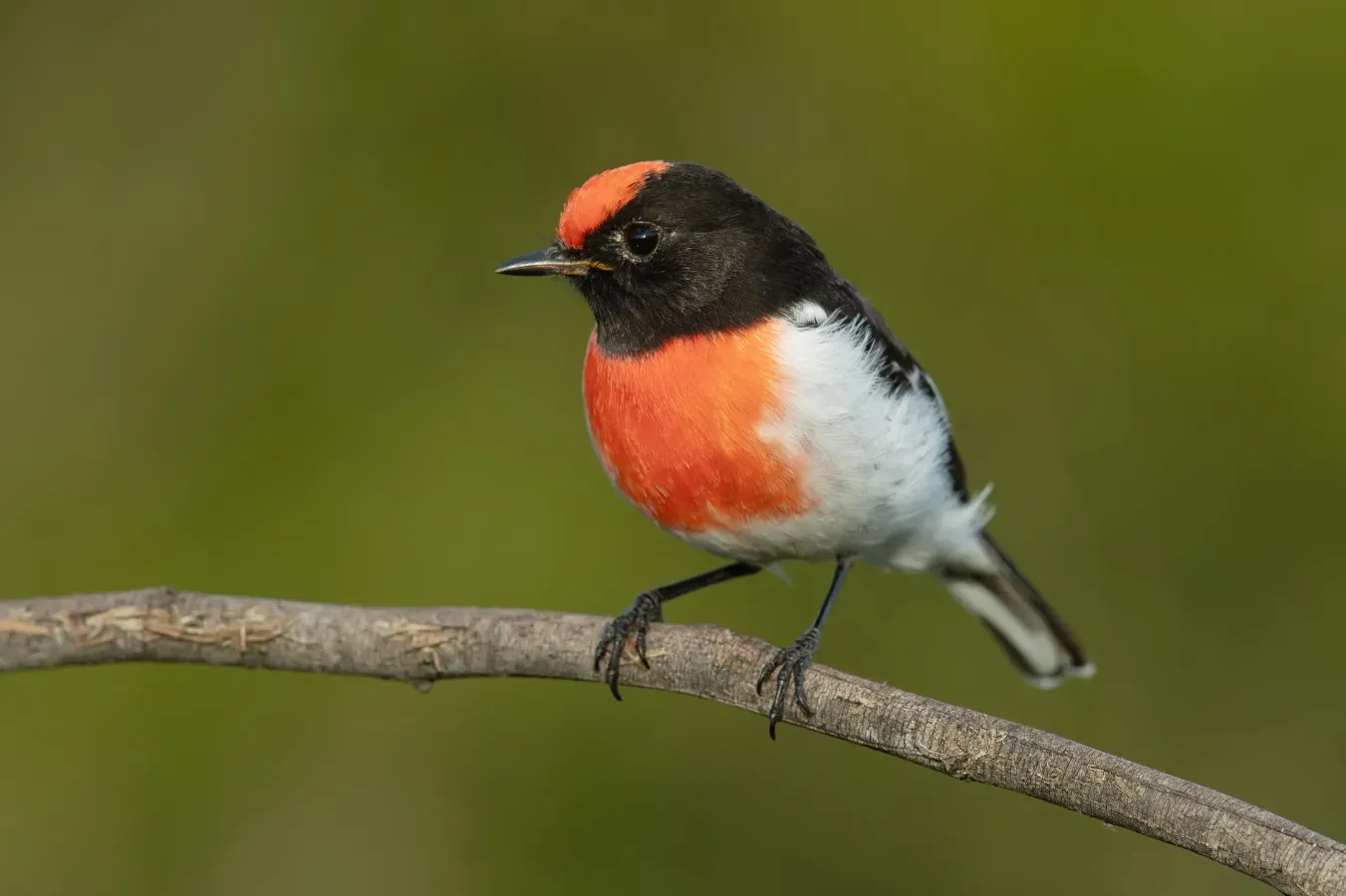 File:Petroica goodenovii 2 - Wianamatta Reserve.jpg