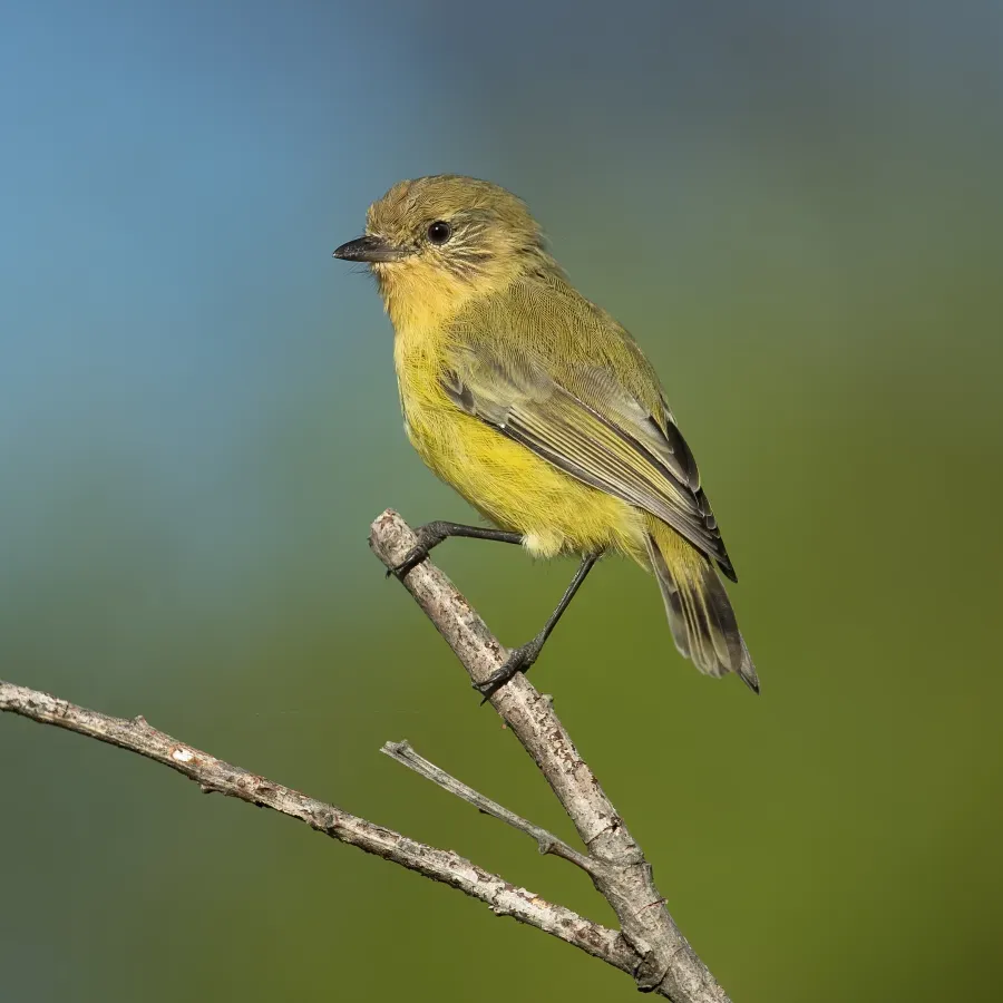 File:Acanthiza nana - Wianamatta Reserve.jpg