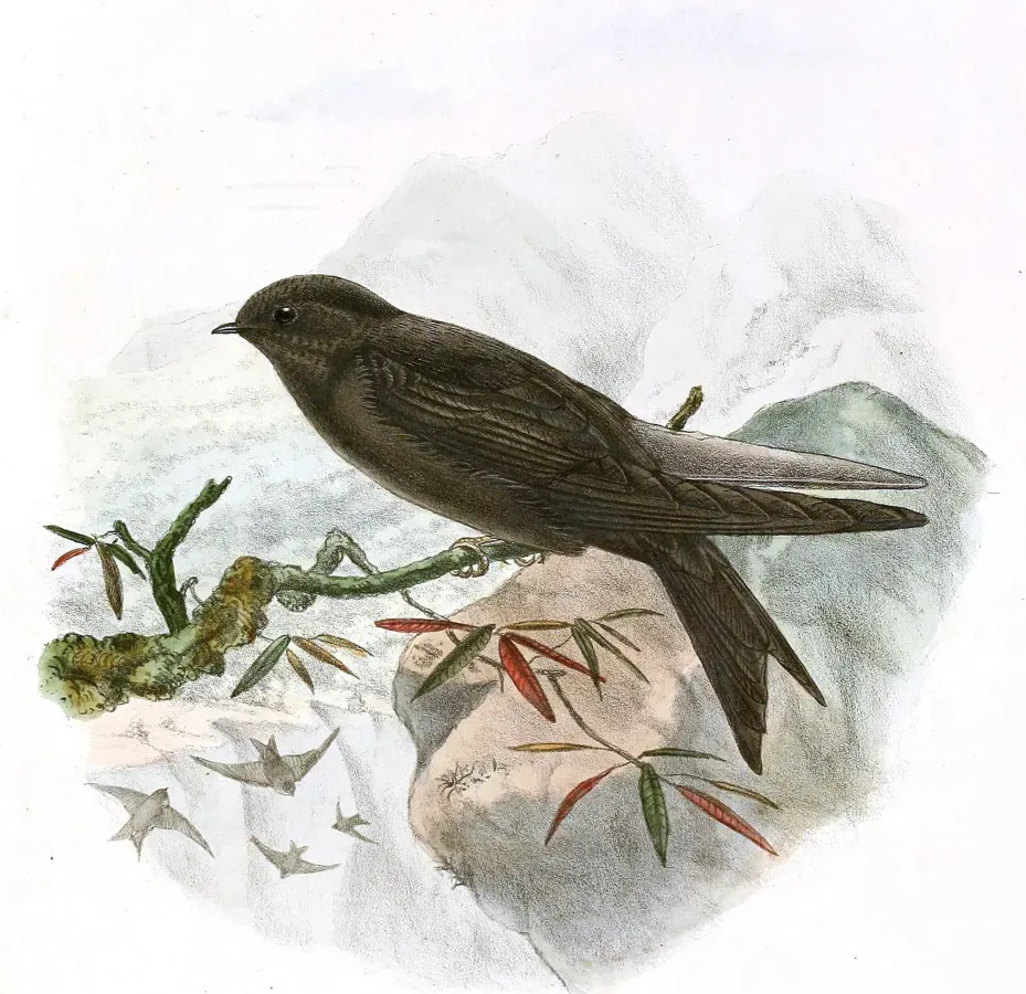 File:Psalidoprocne fuliginosa 1894, crop.jpg