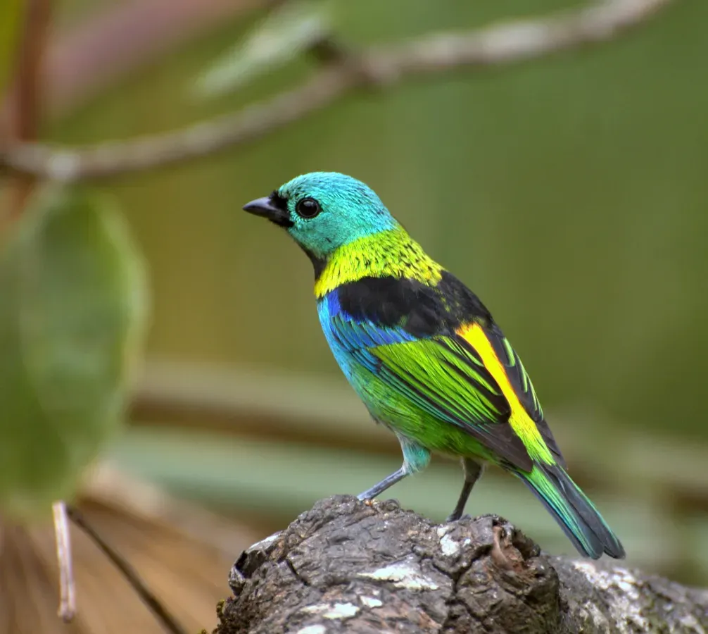 File:Flickr - Dario Sanches - SAÍRA-SETE-CORES (Tangara seledon).jpg