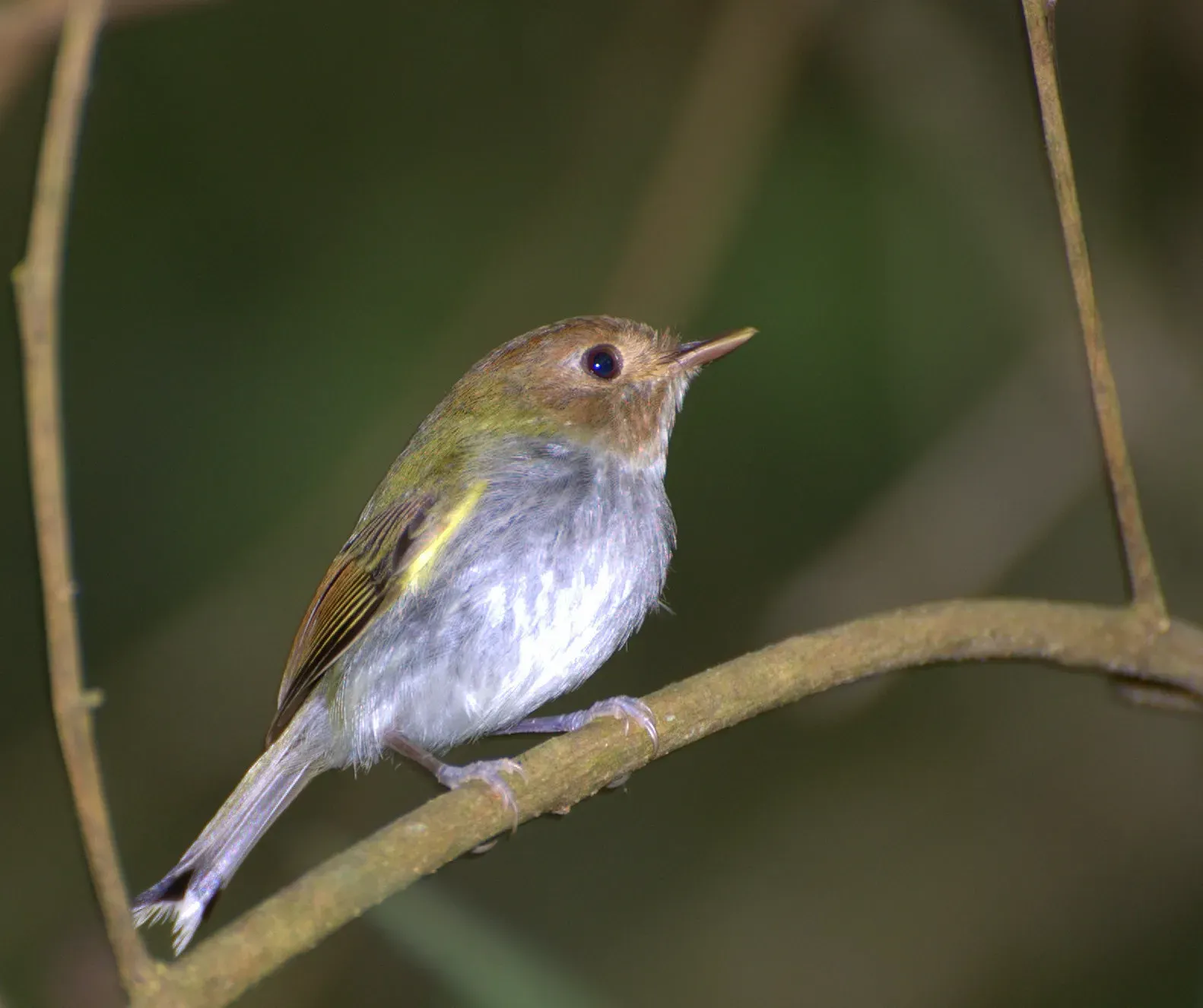 File:Flickr - Dario Sanches - PAPA-MOSCAS-ESTRELA (Hemitriccus furcatus).jpg