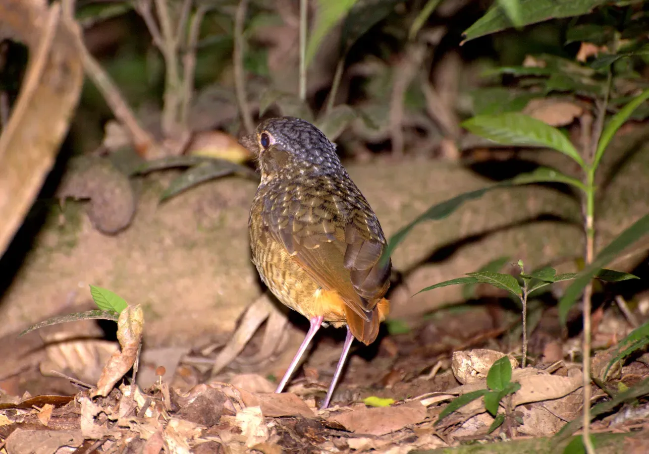 File:Flickr - Dario Sanches - TOVACUÇU (Grallaria varia).jpg