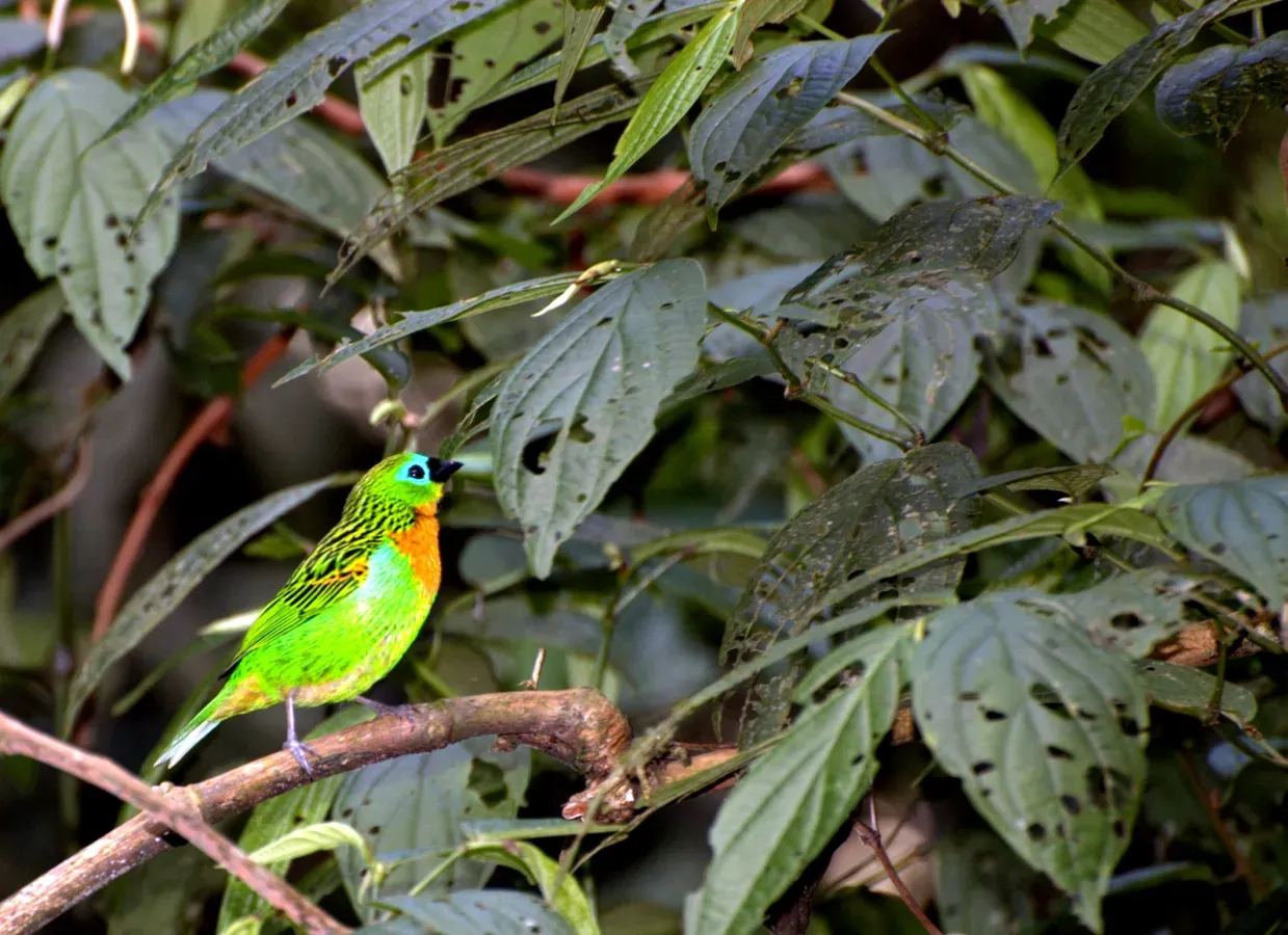 File:Flickr - Dario Sanches - SAIRA-LAGARTA ( Tangara desmaresti).jpg