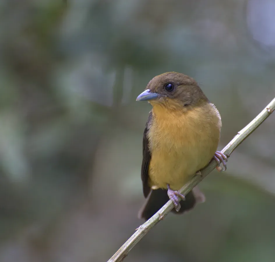 File:Flickr - Dario Sanches - TIÊ-DE-TOPETE fêmea (Trichothraupis melanops) (2).jpg