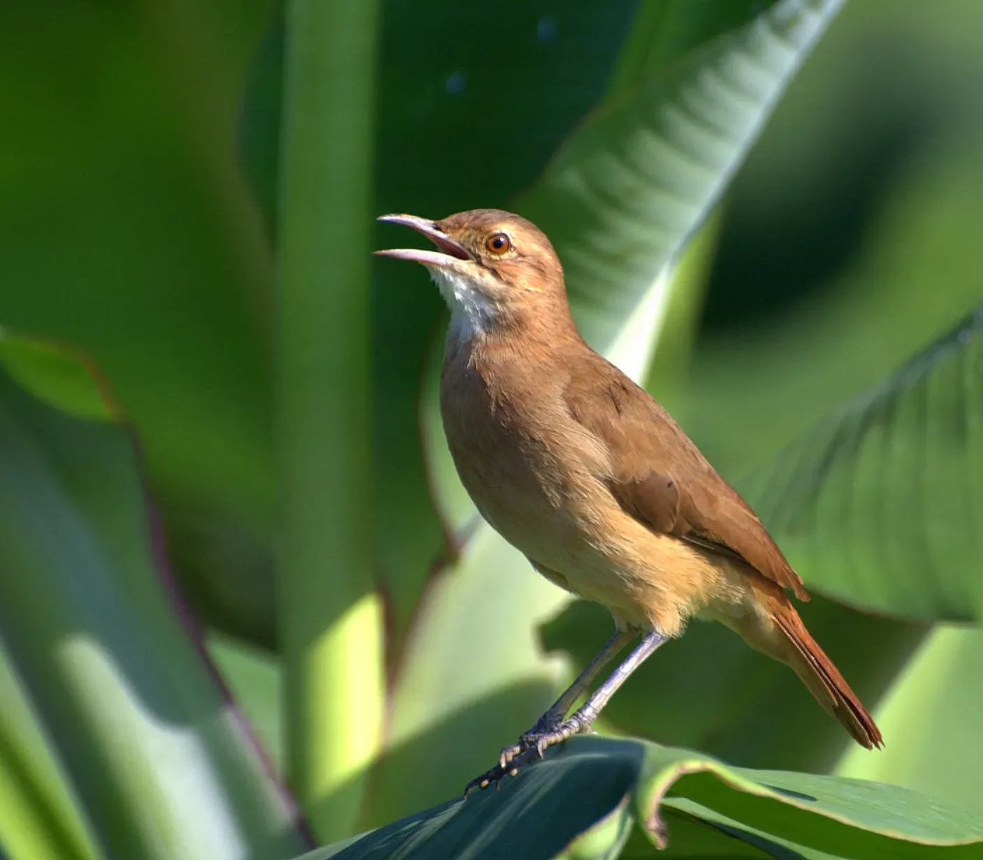 File:Flickr - Dario Sanches - JOÃO-DE-BARRO (Furnarius rufus) (3).jpg