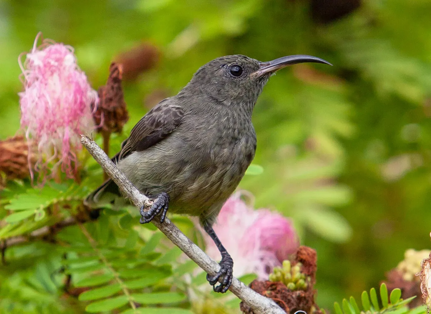 File:Cinnyris dussumieri.jpg
