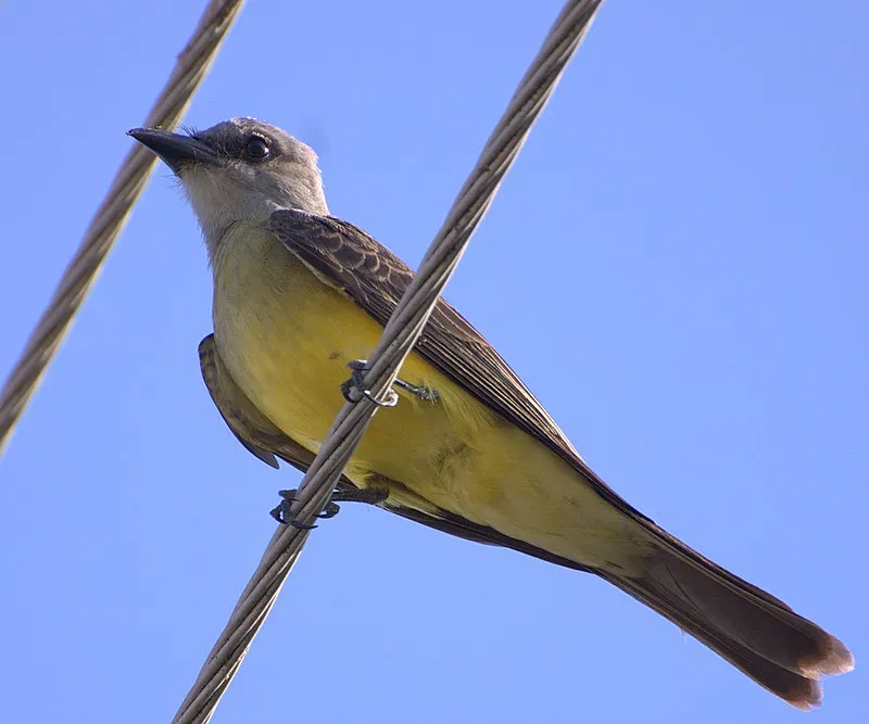 File:Flickr - Dario Sanches - SUIRIRI-DE-GARGANTA-BRANCA (Tyrannus albogularis ).jpg