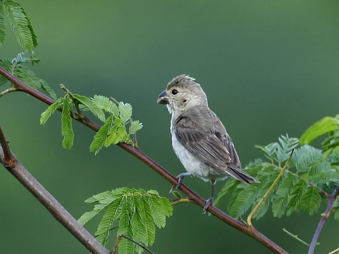 File:Sporophila albogularis - White-throated Seedeater (female); Potengi, Ceará, Brazil.jpg