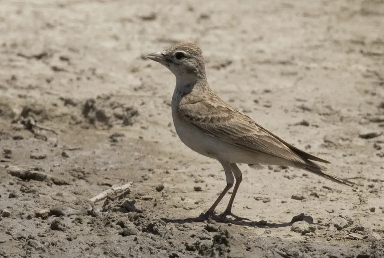 File:Calandrella brachydactyla - Greater Short-toed Lark 04.jpg