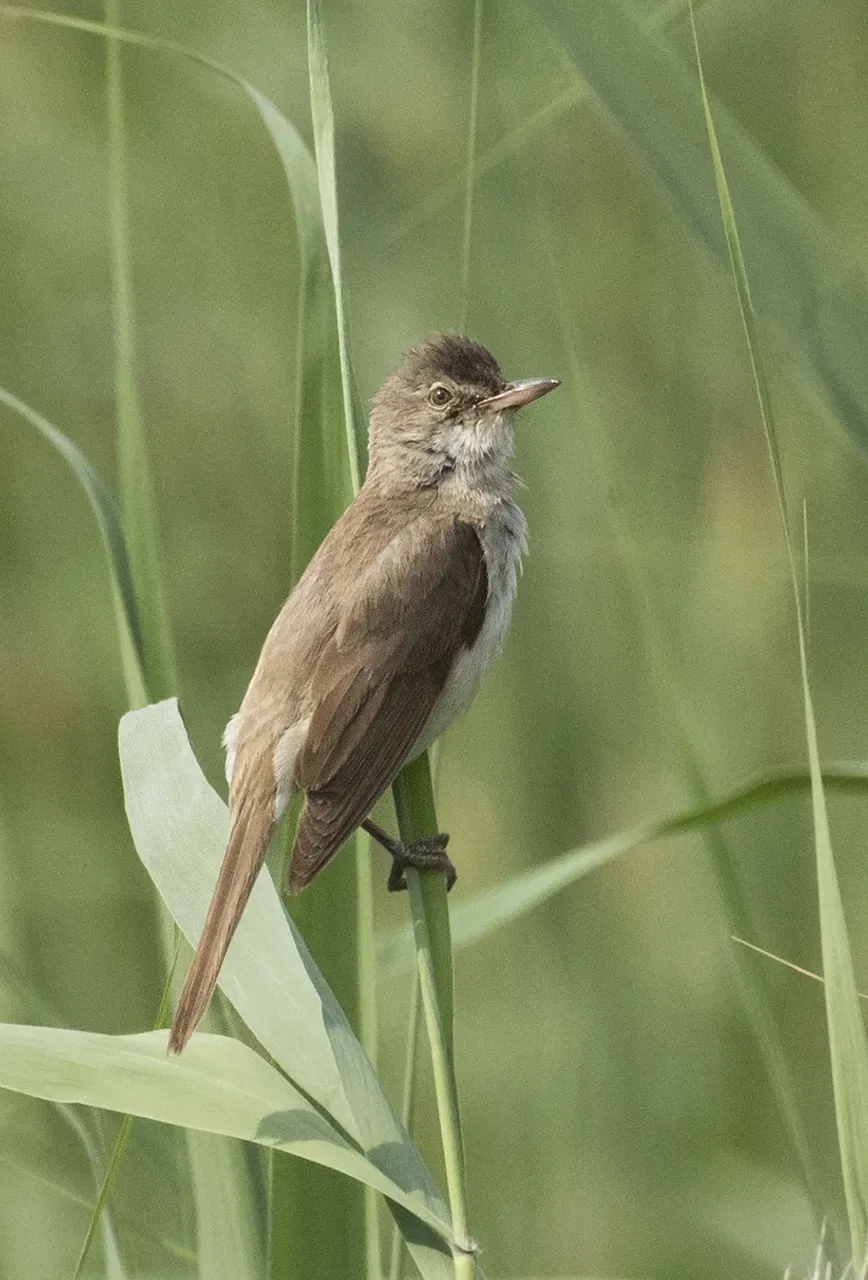 File:Acrocephalus arundinaceus - Great Reed Warbler 01.jpg