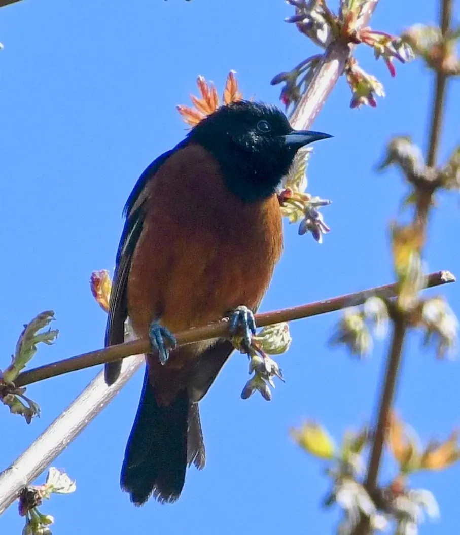 File:Icterus spurius Sam Smith Park Toronto1.jpg