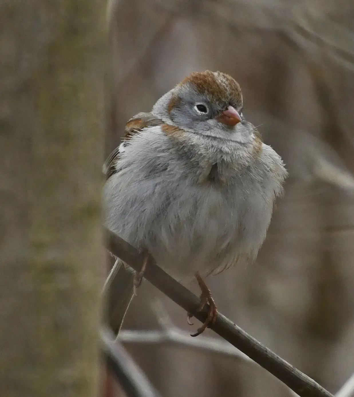 File:Spizella pusilla Sam Smith Park Toronto2.jpg