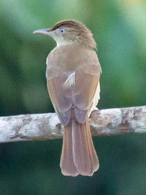 File:Iole charlottae.jpg