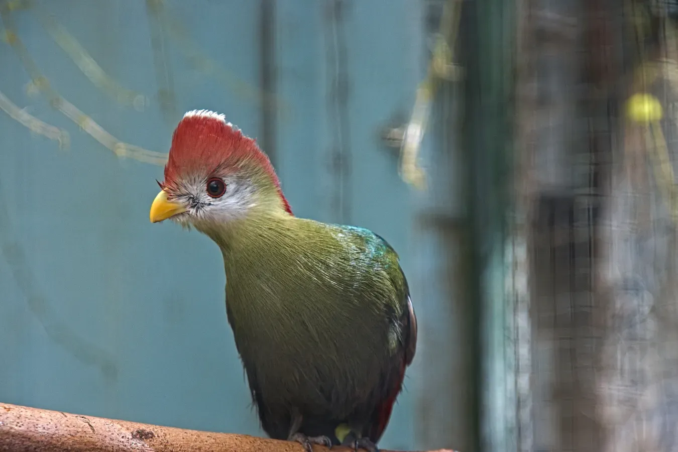 File:2020-06-24 - Rothaubenturako (Tauraco erythrolophus) Tierpark Gettorf (1).jpg