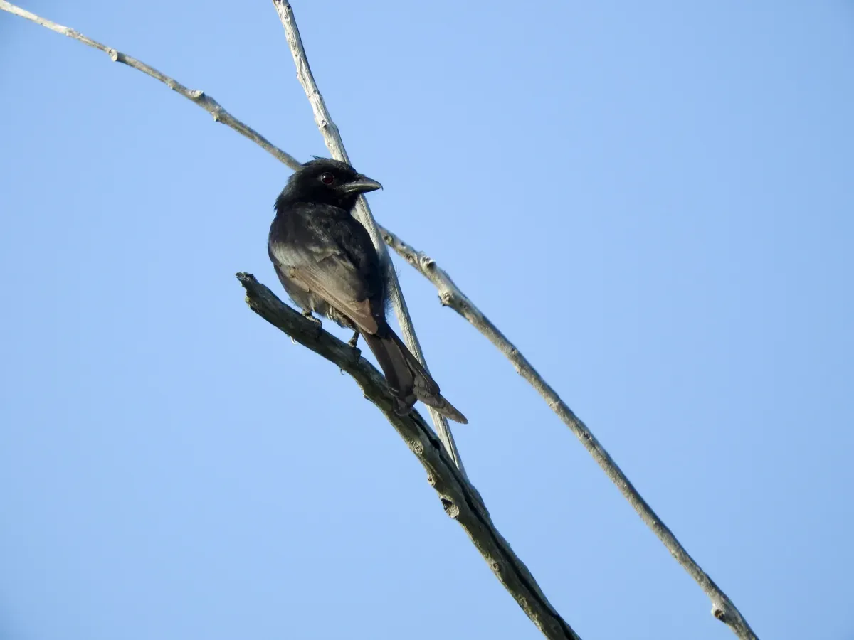 File:Dicrurus aldabranus 59442457.jpg