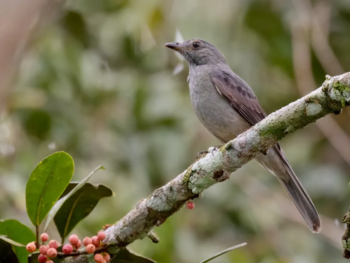 File:Lipaugus vociferans - Screaming Piha; Manaus, Amazonas, Brazil.jpg