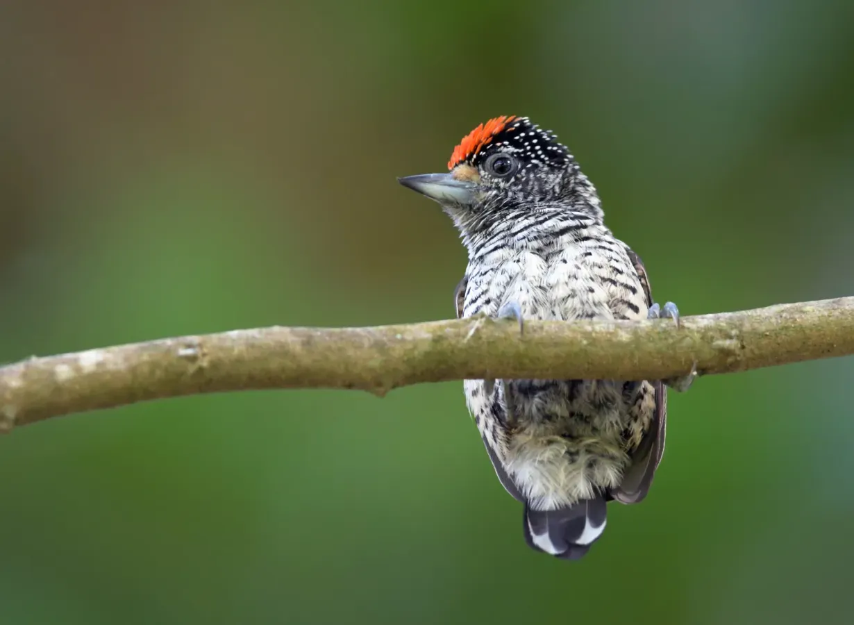 File:Picumnus spilogaster 22730308.jpg