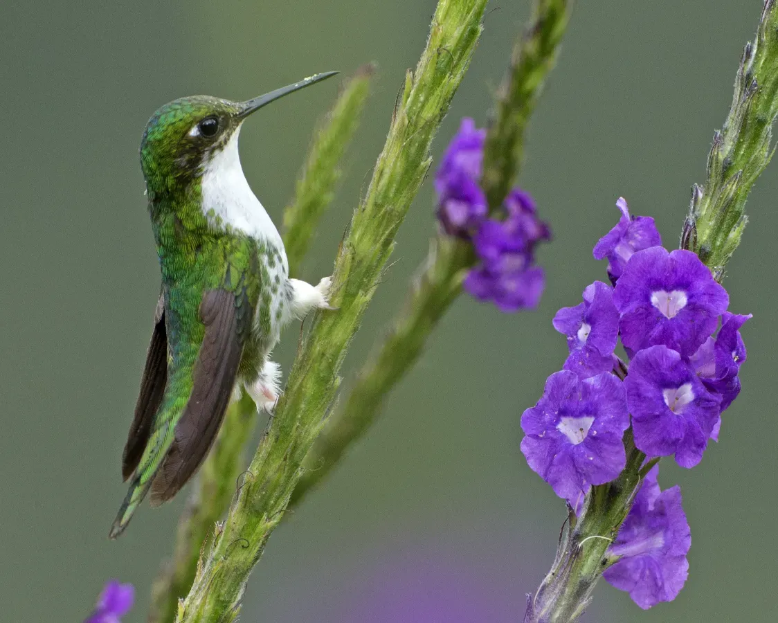 File:Booted Racket-tail (Ocreatus underwoodii) - Flickr - Lip Kee.jpg