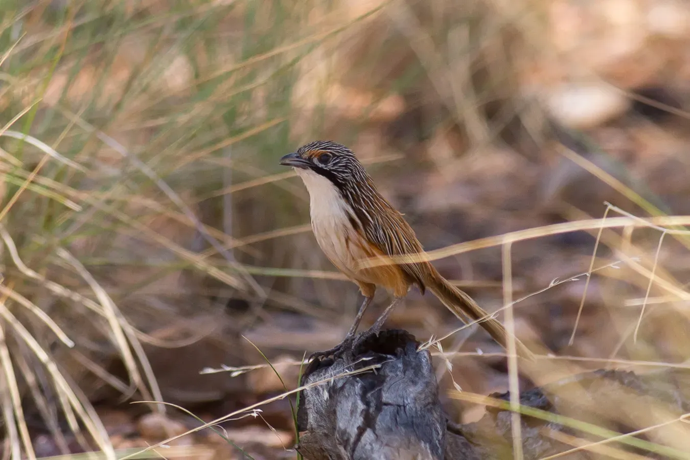 File:Amytornis dorotheae 77542177.jpg