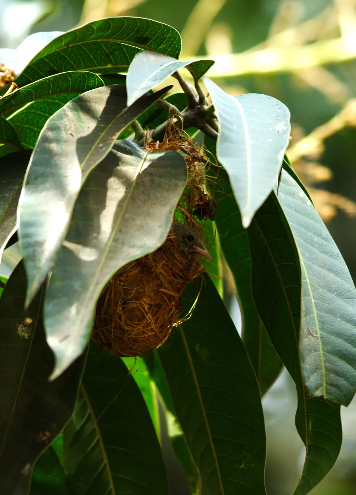 File:Pale-billed Flowerpecker Dicaeum erythrorhynchos by Dr Raju Kasambe DSC 2382 (62) 01.jpg