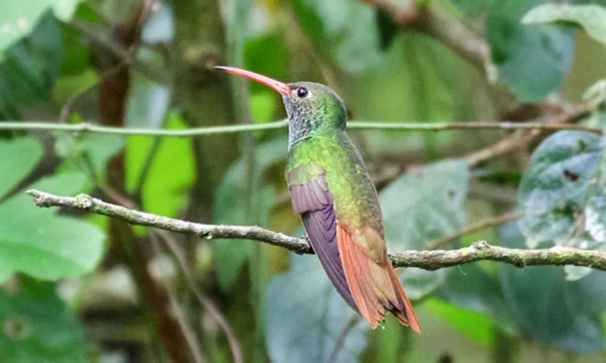 File:Buff-bellied Hummingbird (Amazilia yucatanensis) Sabal Palm C.jpg