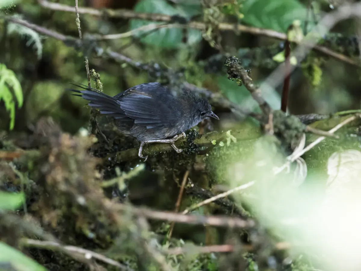 File:Myornis senilis - Ash-colored Tapaculo.jpg
