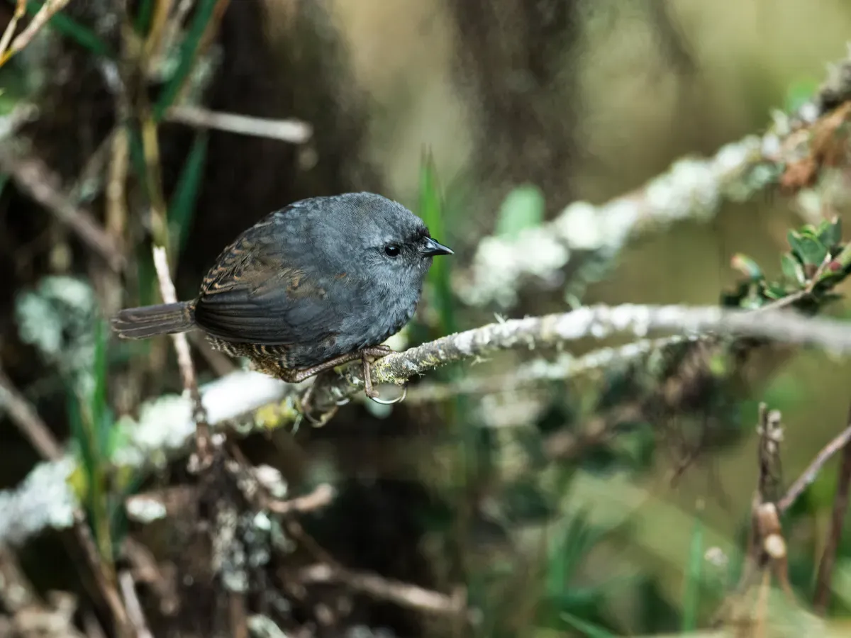 File:Scytalopus altirostris - Neblina Tapaculo.jpg