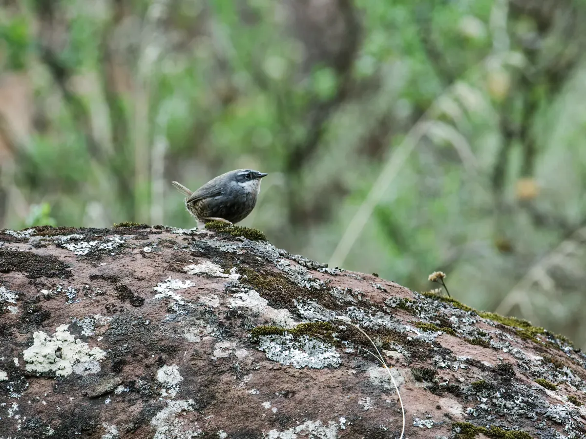 File:Scytalopus zimmeri - Zimmer's Tapaculo 1.jpg