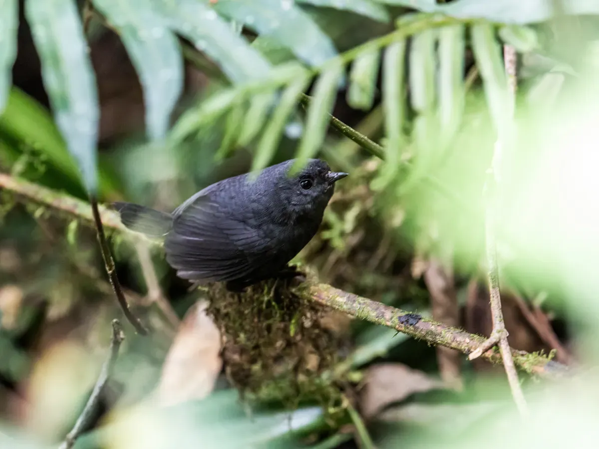 File:Scytalopus parvirostris - Trilling Tapaculo.jpg