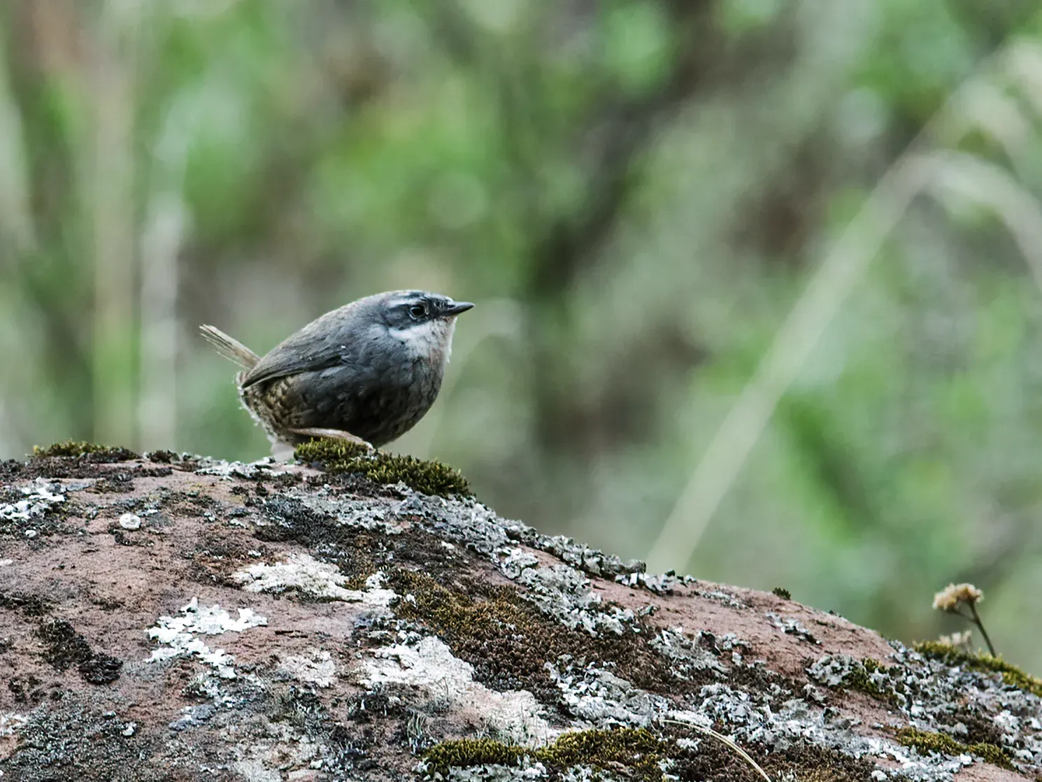 File:Scytalopus zimmeri - Zimmer's Tapaculo 1 (cropped).jpg
