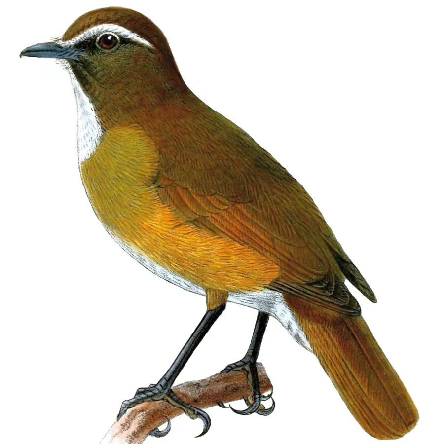 File:Vauriella insignis.jpg