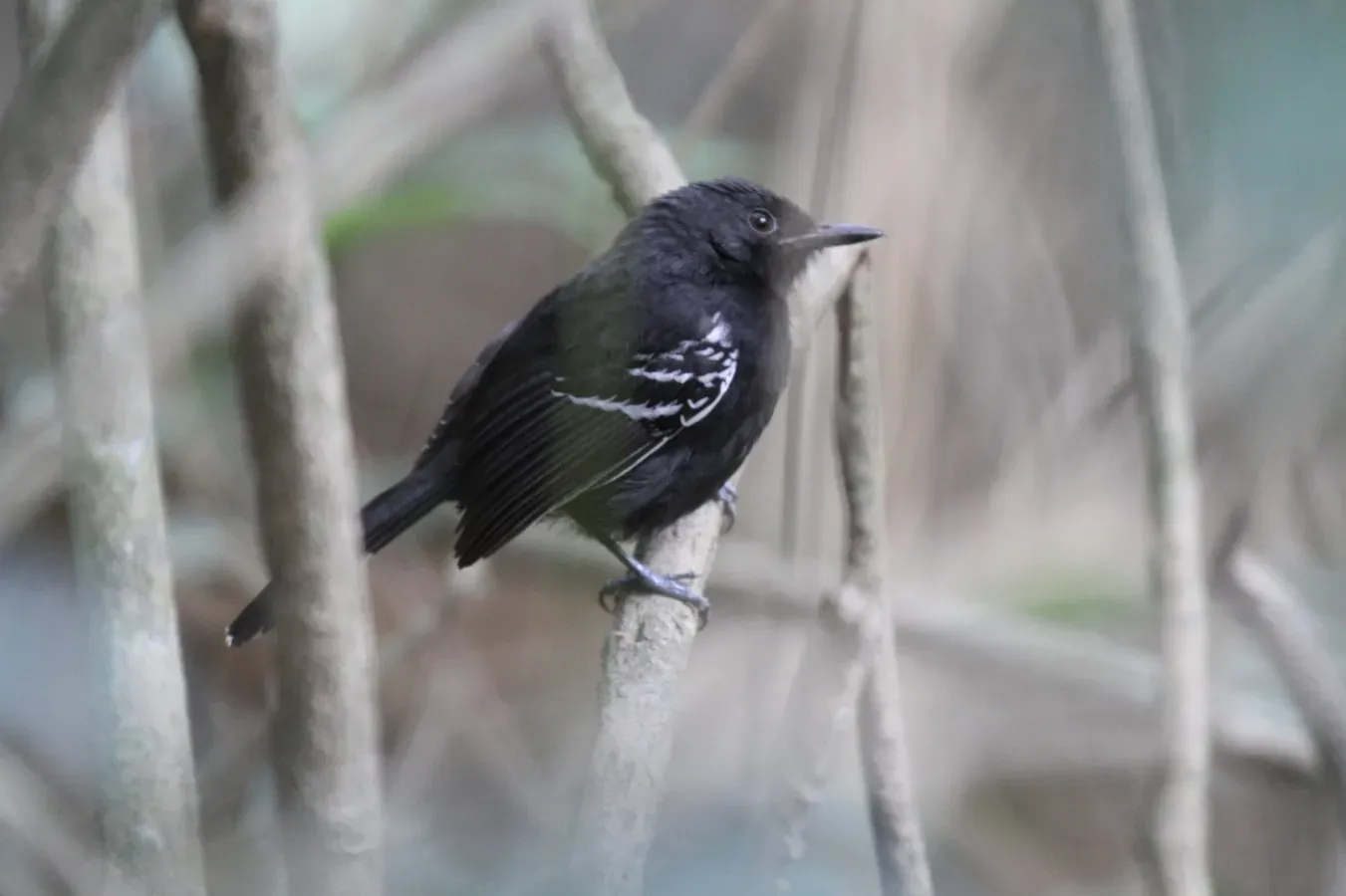 File:Cercomacra carbonaria 29550098.jpg