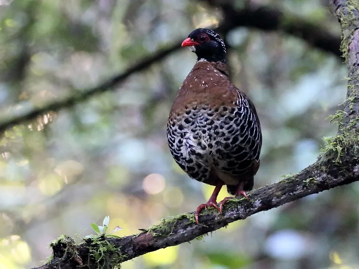 File:Arborophila rubrirostris 59388896.jpg