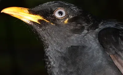 File:Turdus leucops.jpg