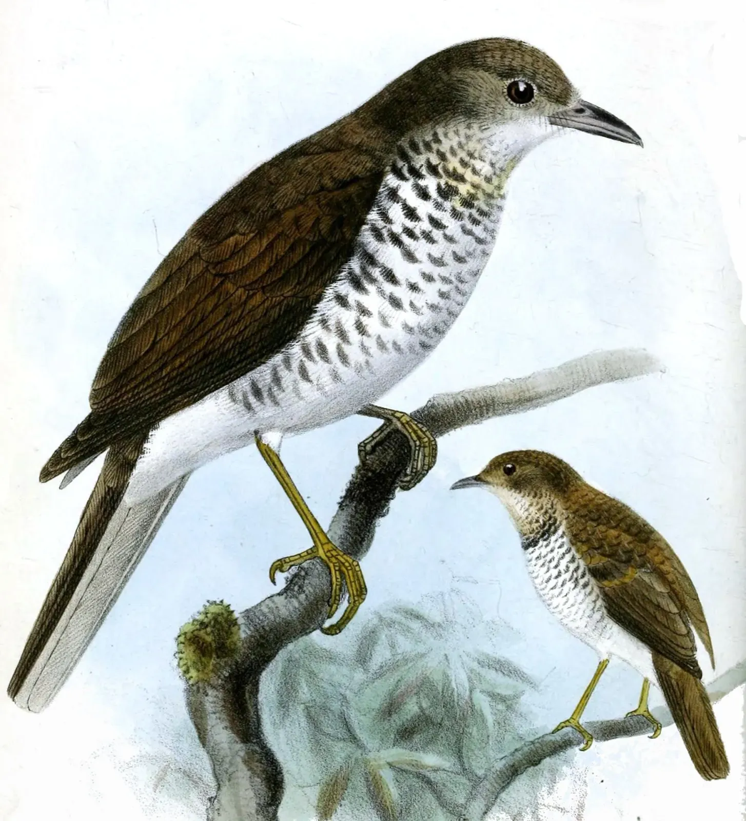 File:TurdusMaranonicusSmit (cropped).jpg