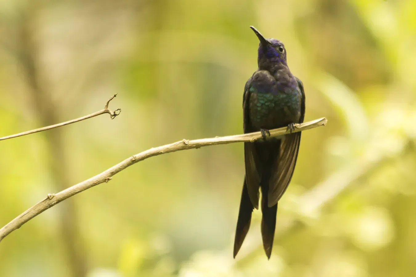File:Beija-flor-tesoura (Eupetomena macroura) - Swallow-tailed Hummingbird.jpg