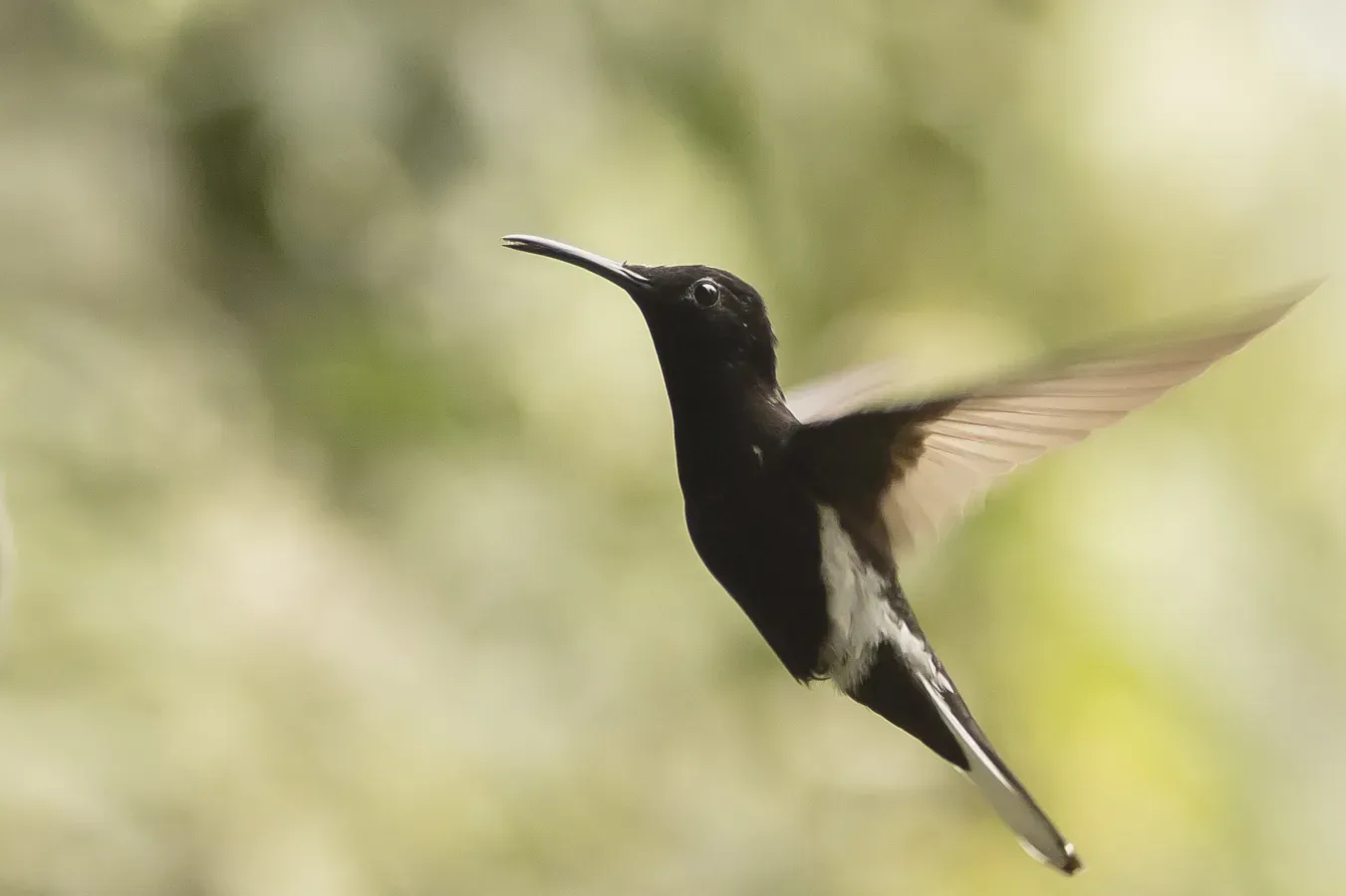 File:Beija-flor-preto (Florisuga fusca) - Black Jacobin.jpg