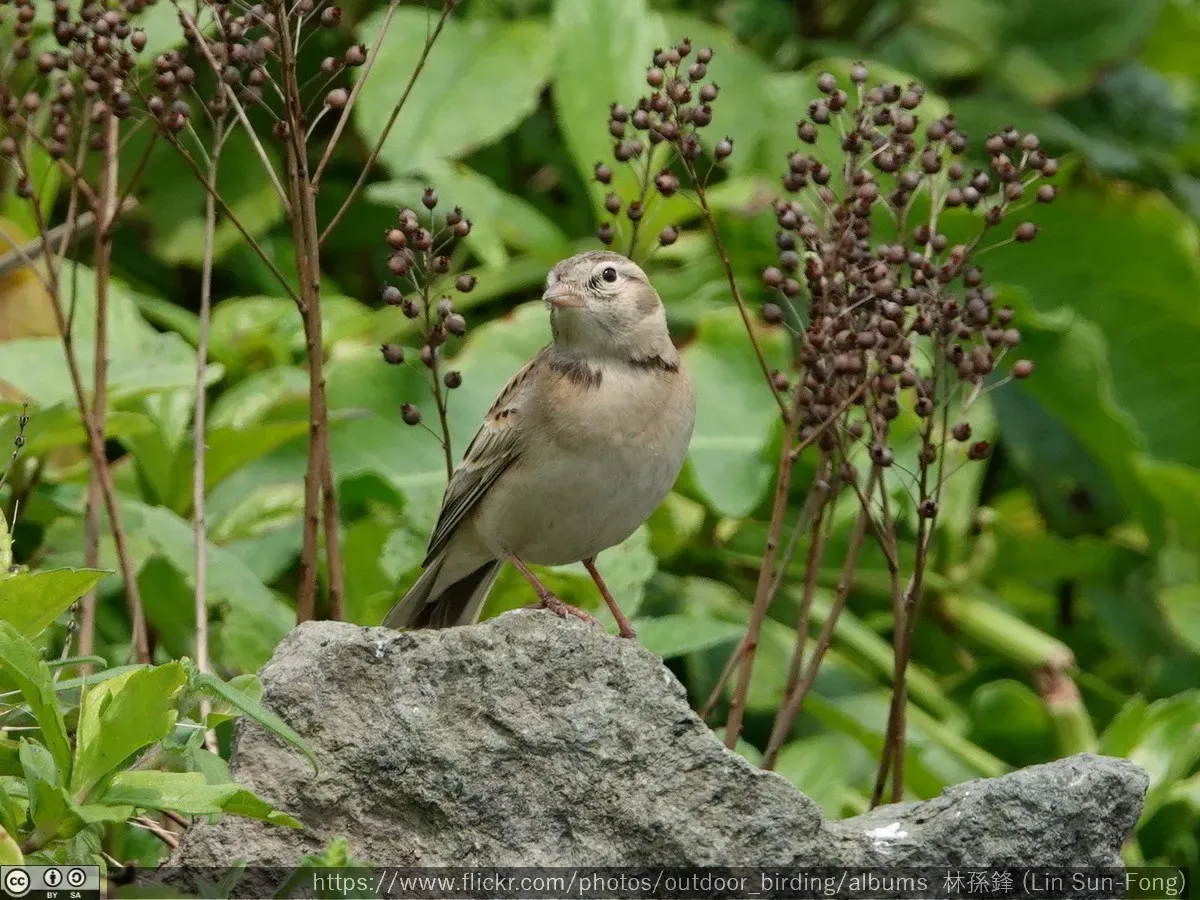 File:Calandrella dukhunensis.jpg