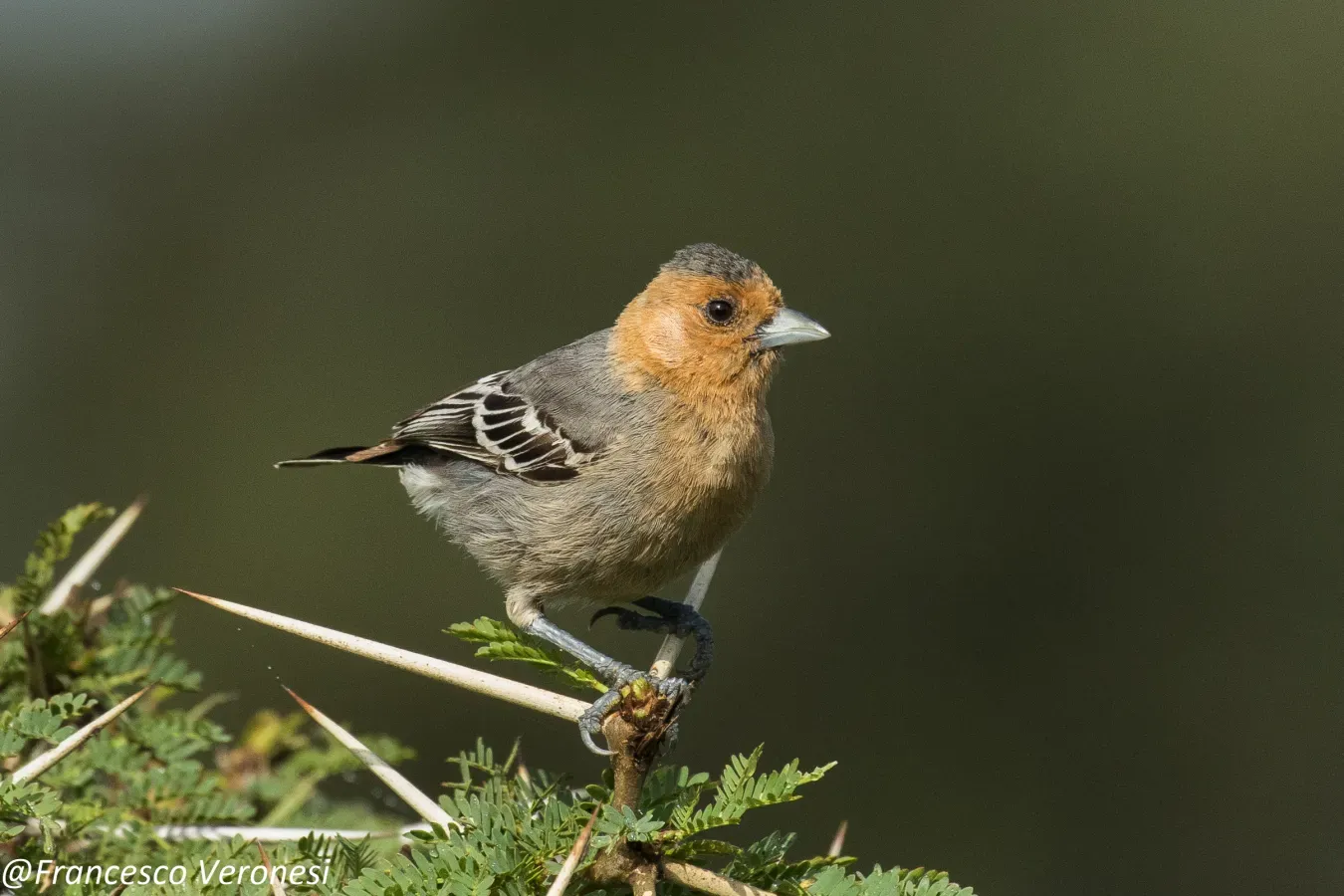 File:Melaniparus fringillinus.jpg