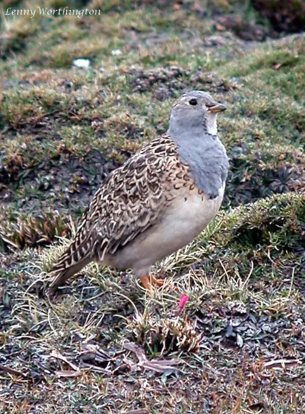 File:Gray-breasted Seedsnipe,Thinocorus orbignyianus (Saint-Hilaire & Lesson, 1831) (27313388867).jpg
