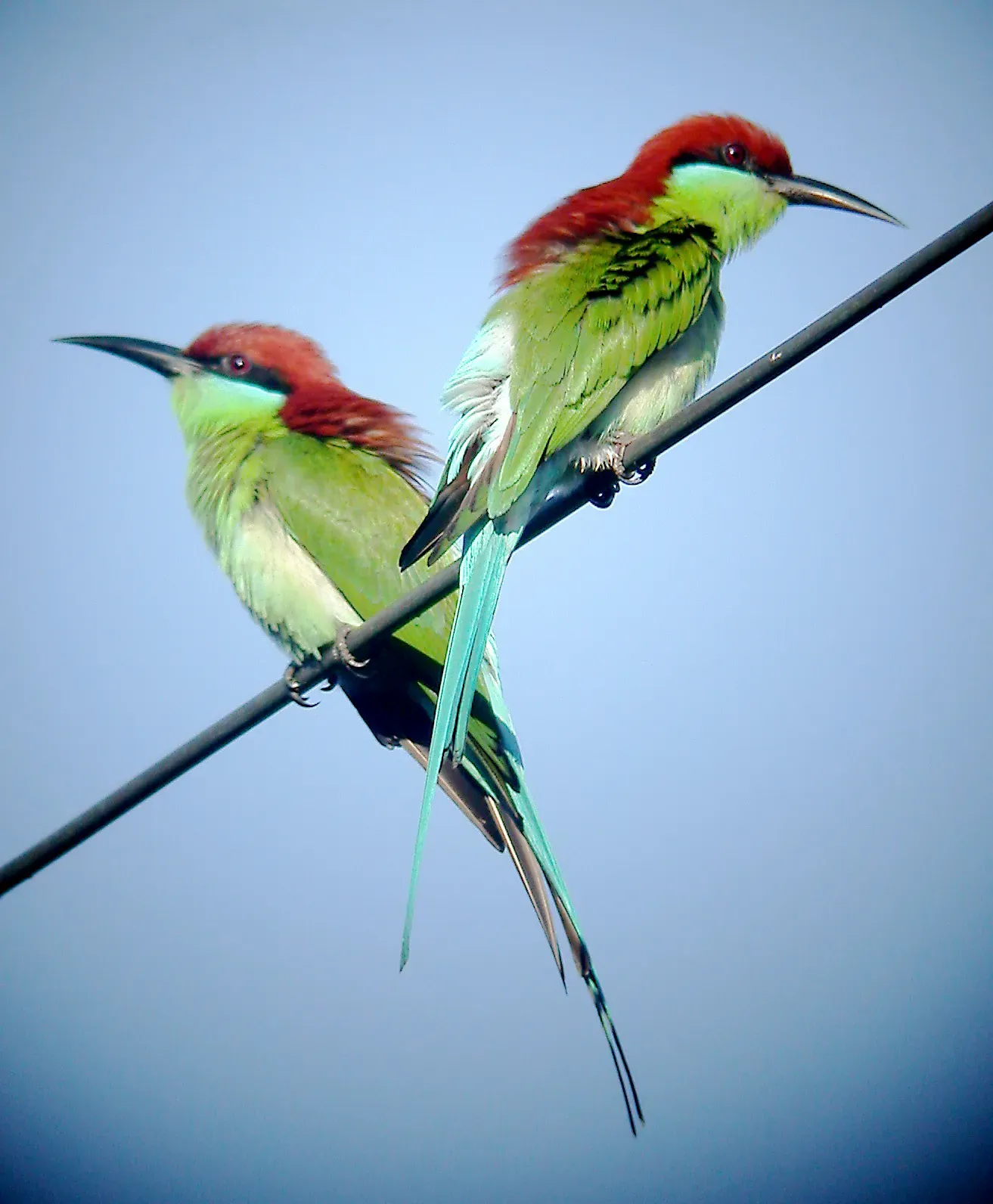 File:Rufous-crowned Bee-eater Merops viridis americanus, Luzon, Philippines (15901095124).jpg